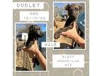 Adopt Dudley a Plott Hound, Labrador Retriever