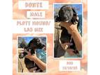 Adopt Donte a Plott Hound, Labrador Retriever