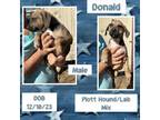 Adopt Donald a Plott Hound, Labrador Retriever
