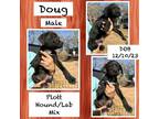 Adopt Doug a Plott Hound, Labrador Retriever