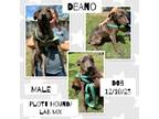 Adopt Deano a Plott Hound, Labrador Retriever