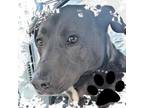 Adopt Bart a Black Labrador Retriever