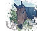 Adopt Kuna a Standardbred