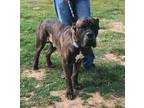 Adopt Nippsey a Cane Corso