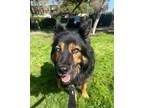 Adopt Raider a German Shepherd Dog, Husky