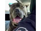 Adopt Mike Wizowski a Cane Corso