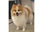 Adopt Vinny a Pomeranian