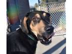 Adopt Munster a Black and Tan Coonhound