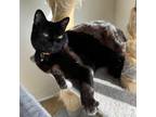 Adopt Ninja a Domestic Short Hair