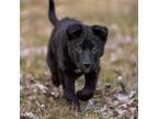 Adopt Eburnean a Labrador Retriever, Mixed Breed