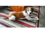 Adopt Cash a English Coonhound