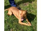 Adopt Thor a American Staffordshire Terrier