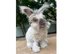 Adopt Oliver a Bunny Rabbit