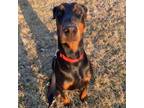 Adopt Zeus a Doberman Pinscher