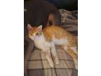 Adopt Jed - Bonded to Jerry a Domestic Short Hair
