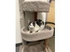 Adopt Jerry - Bonded to Jed a Domestic Short Hair