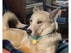 Adopt Malibu a Husky, German Shepherd Dog