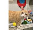 Adopt Gilligan a Domestic Short Hair