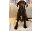 Adopt Litter of 6 Puppies a Chocolate Labrador Retriever