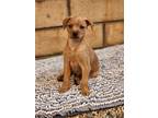 Adopt Rolo a Miniature Pinscher, Yorkshire Terrier