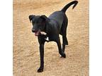 Adopt Rio a Black Labrador Retriever, Border Collie