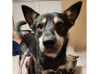 Adopt Luke a Australian Kelpie, Mixed Breed