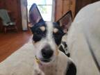 Adopt Bodhi 3 a Rat Terrier, Jack Russell Terrier