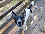 Adopt Boone a Rat Terrier, Jack Russell Terrier