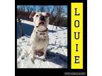 Adopt Louie a Boxer