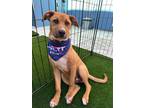 Adopt Marshall a Black Mouth Cur, Shepherd