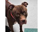 Adopt Polo a Pit Bull Terrier