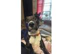 Adopt Dax a Pit Bull Terrier