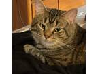 Adopt Sage - Playful, Loves Attention a Tabby