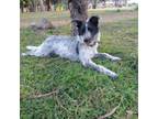 Adopt VACO a Australian Cattle Dog / Blue Heeler