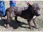 Adopt Jim a American Staffordshire Terrier