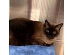 Adopt Perseus a Siamese