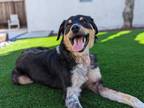 Adopt Talon a Australian Shepherd