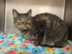 Adopt Venus a Domestic Short Hair