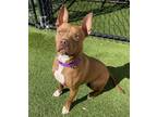 Adopt REESE a Pit Bull Terrier