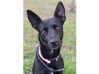 Adopt Puddles a Mixed Breed