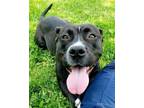 Adopt Morena "Polly Pocket" a Staffordshire Bull Terrier