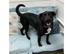 Adopt Willow a Black Labrador Retriever