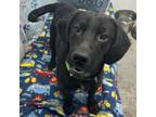 Adopt Addi a Black Labrador Retriever