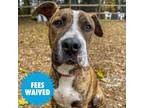Adopt Rory a Pit Bull Terrier