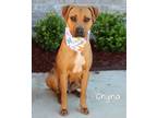 Adopt Chyna a Black Mouth Cur