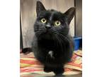 Adopt Rain a Domestic Short Hair