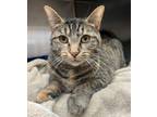 Adopt Helena a Domestic Short Hair