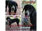 Adopt Capella a Labrador Retriever