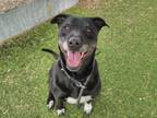 Adopt MARCEY a Labrador Retriever, Mixed Breed