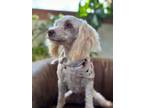 Adopt Penelope a Poodle